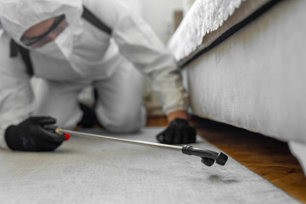 Professional Bed Bug Control technician working in Webster Groves, MO